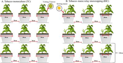 Effects of the tobacco–maize relay intercropping pattern on soil nutrients and soil microbial diversity